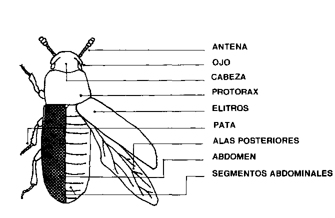 imagen de las principales partes de un coleoptero