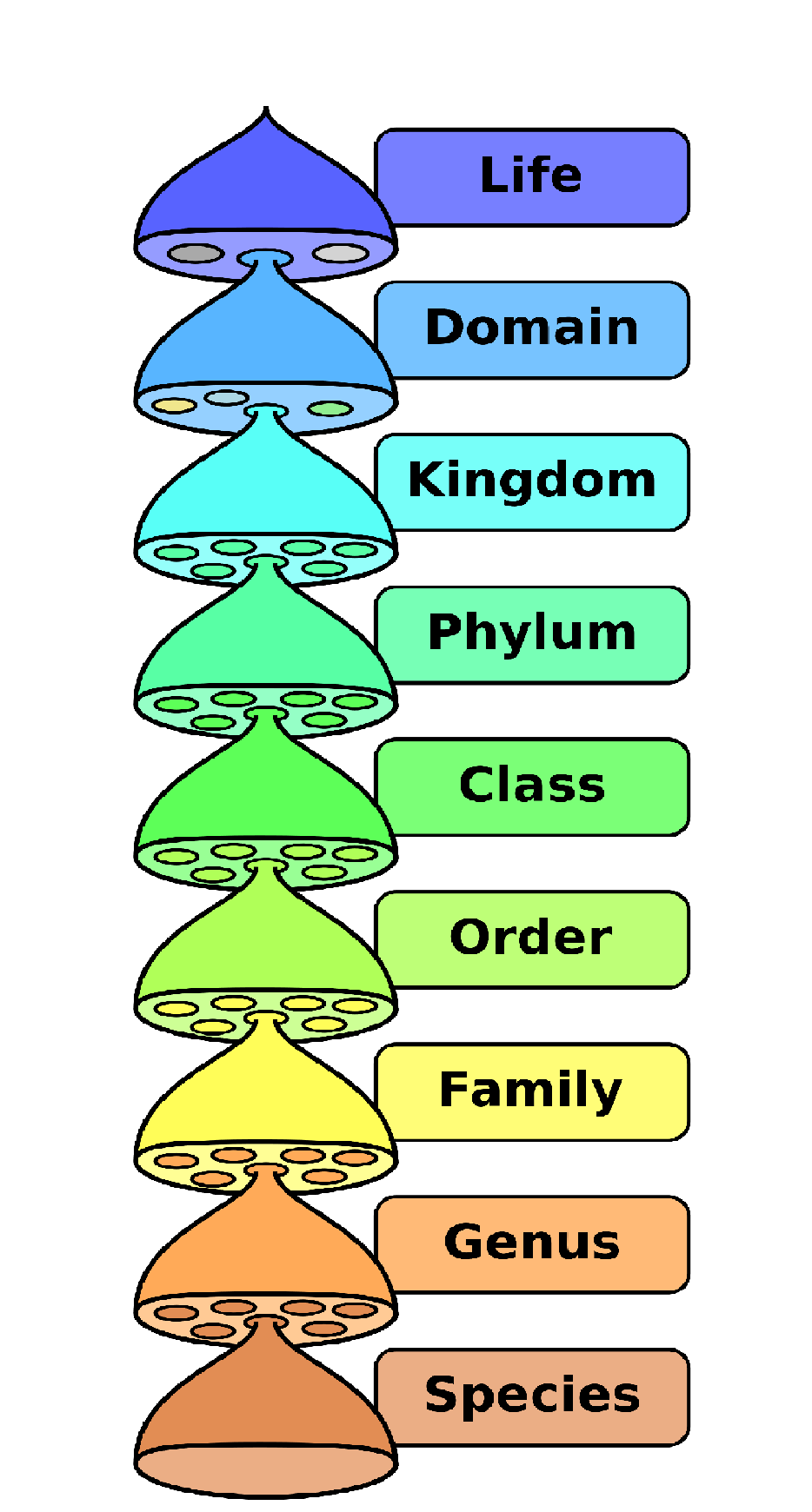 Домен таксон. Систематика. Иерархия в систематике. Иерархия таксонов животных. Систематические единицы в биологии.
